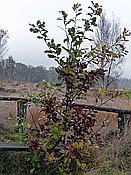ID: 209: Wanderung / Schneverdingen / 03.11.2017
