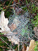 ID: 209: Wanderung / Schneverdingen / 03.11.2017