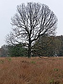 ID: 209: Wanderung / Schneverdingen / 03.11.2017