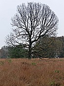 Foto SP_2017_1210: Wanderung / Schneverdingen / 03.11.2017