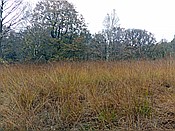 ID: 209: Wanderung / Schneverdingen / 03.11.2017