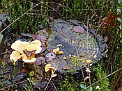 ID: 209: Wanderung / Schneverdingen / 03.11.2017
