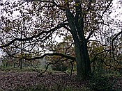 ID: 209: Wanderung / Schneverdingen / 03.11.2017