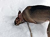 ID: 209: Rundgang / Mitterfirmiansreut / 03.12.2017