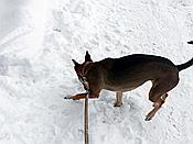 ID: 209: Rundgang / Mitterfirmiansreut / 03.12.2017