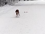 ID: 209: Rundgang / Mitterfirmiansreut / 03.12.2017