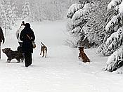 ID: 209: Rundgang / Mitterfirmiansreut / 04.12.2017