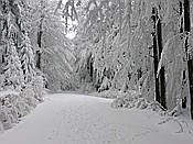 ID: 209: Rundgang / Mitterfirmiansreut / 04.12.2017