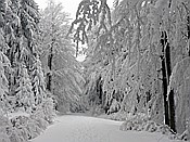 ID: 209: Rundgang / Mitterfirmiansreut / 04.12.2017