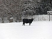 ID: 209: Tierfreigehege Ludwigsthal / Lindberg / 05.12.2017