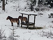 ID: 209: Tierfreigehege Ludwigsthal / Lindberg / 05.12.2017