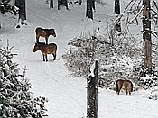 ID: 209: Tierfreigehege Ludwigsthal / Lindberg / 05.12.2017