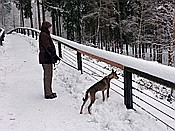 ID: 209: Tierfreigehege Ludwigsthal / Lindberg / 05.12.2017