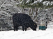 ID: 209: Tierfreigehege Ludwigsthal / Lindberg / 05.12.2017