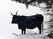 ID: 209: Tierfreigehege Ludwigsthal / Lindberg / 05.12.2017