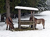 ID: 209: Tierfreigehege Ludwigsthal / Lindberg / 05.12.2017
