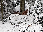ID: 209: Tierfreigehege Lusen / Neuschoenau / 06.12.2017