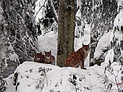 Foto SP_2017_12270: Tierfreigehege Lusen / Neuschoenau / 06.12.2017