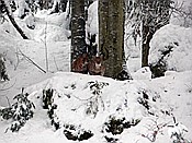 Foto SP_2017_12271: Tierfreigehege Lusen / Neuschoenau / 06.12.2017