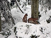 ID: 209: Tierfreigehege Lusen / Neuschoenau / 06.12.2017