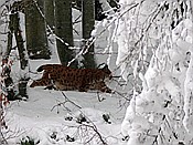ID: 209: Tierfreigehege Lusen / Neuschoenau / 06.12.2017