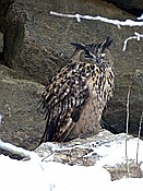 ID: 209: Tierfreigehege Lusen / Neuschoenau / 06.12.2017