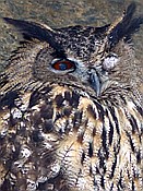 ID: 209: Tierfreigehege Lusen / Neuschoenau / 06.12.2017