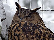 ID: 209: Tierfreigehege Lusen / Neuschoenau / 06.12.2017