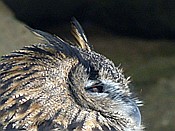ID: 209: Tierfreigehege Lusen / Neuschoenau / 06.12.2017