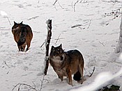 ID: 209: Tierfreigehege Lusen / Neuschoenau / 06.12.2017