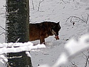 ID: 209: Tierfreigehege Lusen / Neuschoenau / 06.12.2017