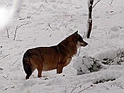 ID: 209: Tierfreigehege Lusen / Neuschoenau / 06.12.2017