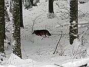 ID: 209: Tierfreigehege Lusen / Neuschoenau / 06.12.2017