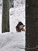 ID: 209: Tierfreigehege Lusen / Neuschoenau / 06.12.2017