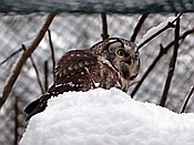 ID: 209: Tierfreigehege Lusen / Neuschoenau / 06.12.2017
