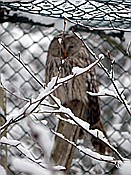 ID: 209: Tierfreigehege Lusen / Neuschoenau / 06.12.2017