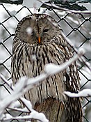 ID: 209: Tierfreigehege Lusen / Neuschoenau / 06.12.2017