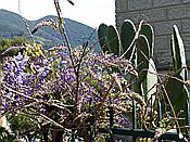 ID: 209: Wanderung / Menterosso - Levanto / 14.04.2018