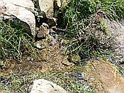 ID: 209: Wanderung / Menterosso - Levanto / 14.04.2018