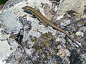 ID: 209: Wanderung / Menterosso - Levanto / 14.04.2018
