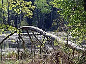 Foto SP_2018_05262: Rumberg Steig / Ludwigswinkel / 04.05.2018