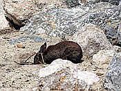 Foto SP_2018_05504: Kaninchen / Port de Soller / 13.05.2018