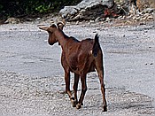Foto SP_2018_05526: Wanderung / Port de Soller / 14.05.2018