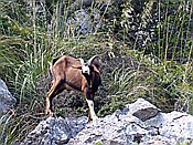 Foto SP_2018_05531: Wanderung / Port de Soller / 14.05.2018