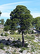 Foto SP_2018_05540: Wanderung / Port de Soller / 14.05.2018