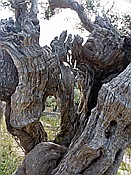 Foto SP_2018_05541: Wanderung / Port de Soller / 14.05.2018