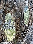 Foto SP_2018_05545: Wanderung / Port de Soller / 14.05.2018