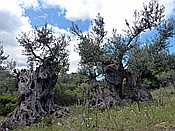 Foto SP_2018_05547: Wanderung / Port de Soller / 14.05.2018