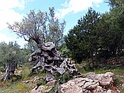 Foto SP_2018_05550: Wanderung / Port de Soller / 14.05.2018