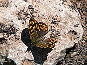 ID: 209: Wanderung / Deia - Port de Soller / 15.05.2018